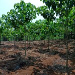 WhatsApp Image 2022-09-08 at 4.40.11 PM (7)