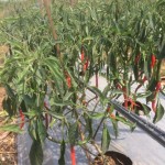 WhatsApp Image 2022-09-08 at 4.40.11 PM (8)