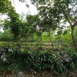 WhatsApp Image 2022-12-08 at 6.03.28 PM (1)