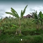 WhatsApp Image 2023-01-16 at 9.35.12 PM