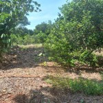 snapedit_1691133684595