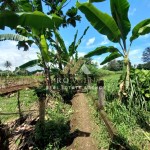 Untitled design (36)