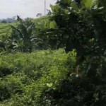 Kav sentul (2)_page-0007