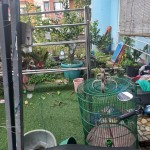 garden paradise blok i no 9 5