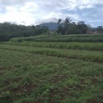 Gambar WhatsApp 2025-03-11 pukul 09.43.12_a626a879