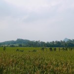 Gambar WhatsApp 2025-03-11 pukul 15.06.57_36d2095c