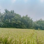 Gambar WhatsApp 2025-03-11 pukul 15.07.01_97a423d7