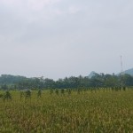 Gambar WhatsApp 2025-03-11 pukul 15.07.02_81810f36