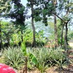 Gambar WhatsApp 2025-03-16 pukul 11.40.01_59af46f1