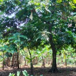 Gambar WhatsApp 2025-03-16 pukul 11.40.04_d057cbfa