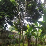 Gambar WhatsApp 2025-03-16 pukul 11.46.16_16753b60