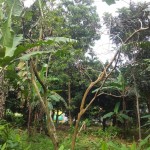 Gambar WhatsApp 2025-03-16 pukul 11.46.16_5a2501b2