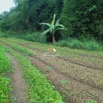 Canva 1600 x 1200 (1)