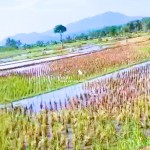 Canva 1200 x 1600 (20)