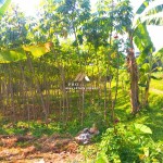 Canva 1200 x 1600 (7)