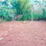 Canva 1600 x 1200